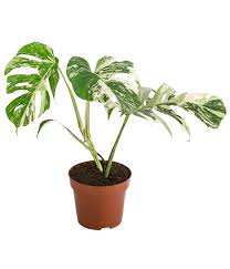 Dec 13, 2019 · monstera (nicknamed swiss cheese plant because of the holes in its leaves) is a tropical plant from the araceae family that is happiest as a houseplant in colder climates. Fensterblatt Monstera Variegata Panaschiert Dehner