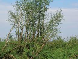 Image result for Aeschynomene elaphroxylon