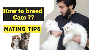 Cat Mating Tips How To Breed Cats Why Cat Refuses To Breed Youtube