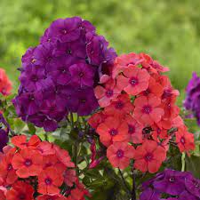 Phlox Orange Perfection Nicky Longfield Gardens Longfield Gardens Perennial Garden Flowers Perennials