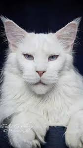 If you like black cats this is for you.