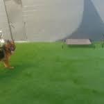 Hours may change under current circumstances Doggy Daycare Boarding Bark Pet Resort Myrtle Beach