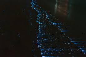 Maybe you would like to learn more about one of these? The Breathtaking Sea Of Stars In The Maldives