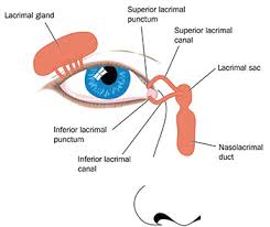 The most important functions of the nasal cavity include warming and humidifying the air as you breathe and acting as a barrier for the immune system to keep harmful microbes from entering the body. Right Between Your Eyes