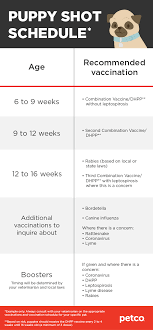 Worms are more common in puppies and kittens, and they can often be born with roundworms or become infected via milk from mom. Puppy Vaccine Schedule What Puppy Shots To Get When Petco