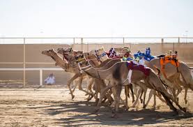 I have not met many qatari race camels and have never been to doha. Camel Racing Organizing Committee Continues Its Preparations For 2020 2021 Season