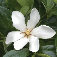 We did not find results for: Hardy Gardenia Gardenia Species Zone 9 Hardiness Zone