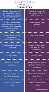 Difference Between Somatic Cells And Germ Cells Comparison Summary 1 Biology Notes Medical Student Study Medical Laboratory Science