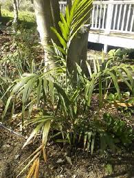 Image result for Chamaedorea radicalis