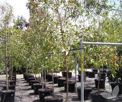 To screen a barn from view. Corymbia Maculata Spotted Gum Trees Speciality Trees