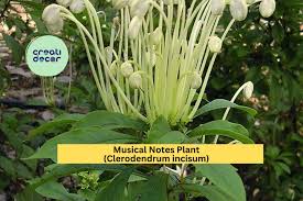 Image result for Clerodendrum incisum