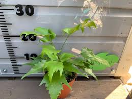 Check spelling or type a new query. Cyrtomium Falcatum 12cm Turn It Tropical