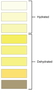 Question What Color Is Your Urine When You Are Pregnant From Conception To Birth
