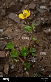 Image result for Ranunculus  cooleyae