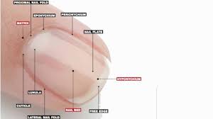 Image result for paronychium