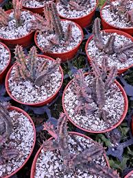 Image result for Huernia zebrina
