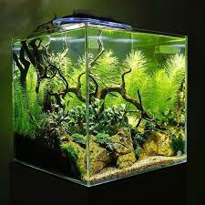 For Tips And Online Plant Shopping Aquescaping Com Tropicalfishaquariumideas Tropical Fish Aquarium Saltwater Aquarium Tanks Aquascape Aquarium