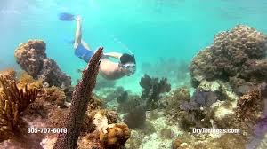 Hours may change under current circumstances Key West Snorkeling At Dry Tortugas National Park Youtube