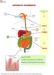 L'apparato digerente è formato dal un lungo tubo che inizia con la bocca e finisce con l'ano. Apparato Digerente Lezioni Di Scienze Classe Di Scienze Corpo Umano