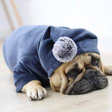 Your fat dog stock images are ready. Fat Dog Jacket Petife