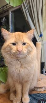 Detective Squeaky Peepers is currently cuddled up with a bottle of drain  cleaner. Show me your cattos in strange places!