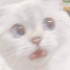 Gambar animasi bergerak tepuk tangan 01 06 2019 gambar kartun cuci tangan pakai sabun hal lucu datang dari apa saja misalnya video foto foto sampai berbagai foto kocak walaupun keseruan foto itu nampak biasa namun gambar tersebut bisa mengganti mood anda dari yang awalnya mahes my daily stories page 3. 23 Ide Pp Couple Kocheng Di 2021 Kucing Bayi Kucing Lucu Gambar Kucing Lucu