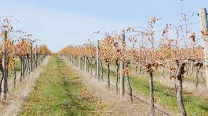 Image result for grape pruning