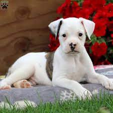Bullboxer Puppies For Sale Greenfield Puppies