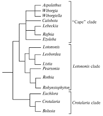 Image result for Crotalaria cleomifolia