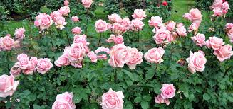 fertilize roses heirloom roses
