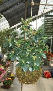 Loveland, colorado, or more affectionately known as the sweetheart city, this bustling city of around 66,000 people has won numerous awards for being a fantastic place to live, according to money magazine and several other sources. Kokedama