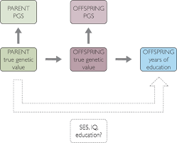 In health care, it al. The Role Of Parental Genotype In Predicting Offspring Years Of Education Evidence For Genetic Nurture Molecular Psychiatry