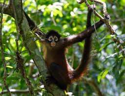 Image result for Monosis conferta