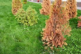 Image result for thuja drying out dead dried symptoms)