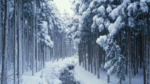 We did not find results for: Hd Winter Trees Wallpapers Wallpaper Cave