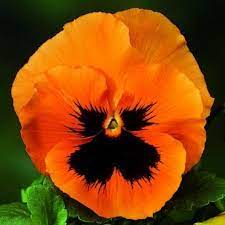 Pansy Skyline Orange Pansies Flowers Pansies Flower Seeds