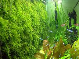 It grows on forest floors, tree trunks and along river banks. Java Moss Care Tips Moss Carpets Moss Trees Aquarium Info