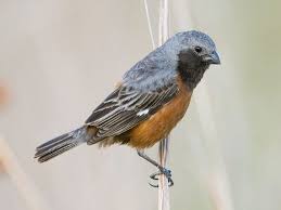 Dark Throated Seedeater Sporophila Ruficollis By Cornell Univ S Neotropical Birds Online Adrian Eisen Rupp Birds Online Birds Bird