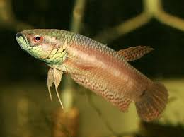 Betta Pallifina Seriously Fish