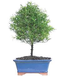 Image result for rosemary bonsai