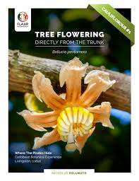 Image result for Bellucia