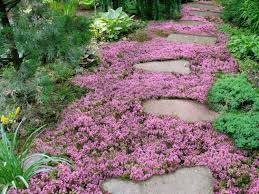 Bodendecker Fur Den Gartenweg Bodendecker Gegen Unkraut Bodendecker Pflanzen
