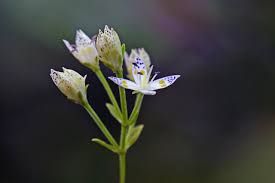 Image result for Swertia erosula