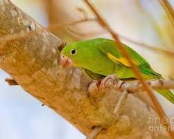 And aside from the mentioned areas, this parakeet has also established itself in areas in rio de janeiro. Yellow Chevroned Parakeet Poster By B G Thomson