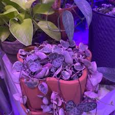 Image result for Ceropegia rendallii