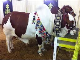 Pagesotherbrandwebsiteentertainment websiteeid ul adhavideoscamel qurbani eiduladha 2015. Eid Ul Adha Dangerous Videos Rasmi F