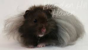 Favorite this post jun 30 6 month old hamster (sea > seattle seattle ) pic hide this posting restore restore this posting. Longhair Vs Shorthair Poll Page 2 The Different Species Hamster Hideout Forum Page 2
