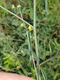 Image result for Helinus spartioides