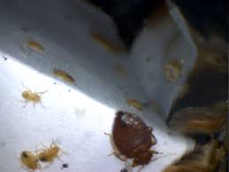 bed bugs and nymphs under microscope bed bugs food desserts