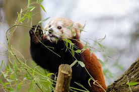 Is it a type of panda? International Red Panda Day Wild Welfare